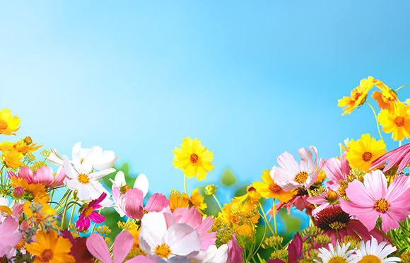 blumen_dba9dac6e5469104a6ea86a90ef4f578 Wissenschaft auf Irrwegen: Die Natur als Uhrwerk? Wo liegen die Schmerzgrenzen ihrer Manipulierbarkeit?