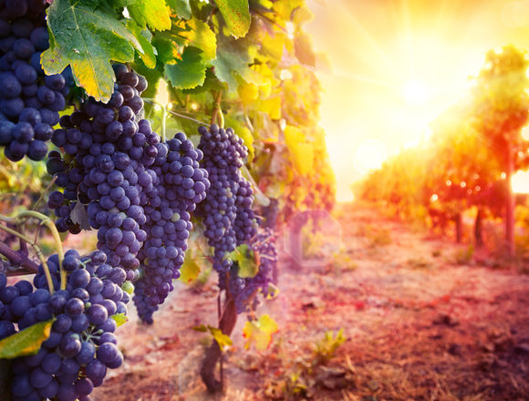 wein Jüdischer Glaube: Wenn der Schmerz unerträglich wird