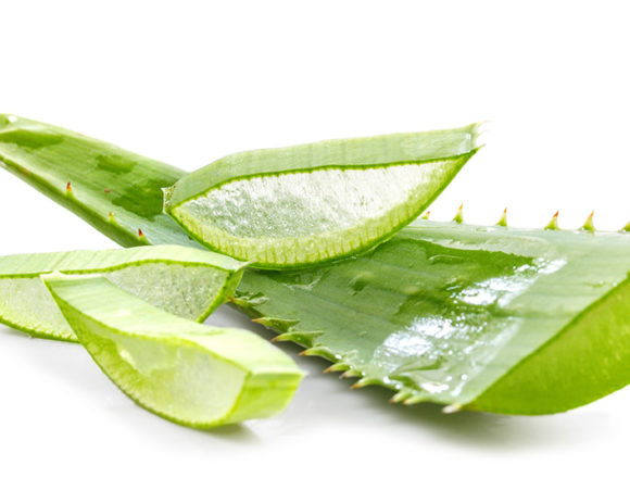 aloe Aloe vera: Ein Wundermittel aus der Natur