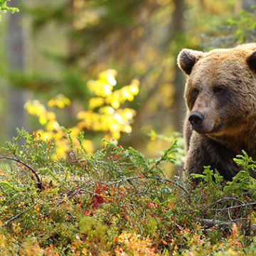 Begegnung in Rumänien: Bären, Bären, Bären!