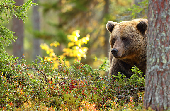 baer_40048c3eb99851ef9ba34e616f1bd292 Begegnung in Rumänien: Bären, Bären, Bären!