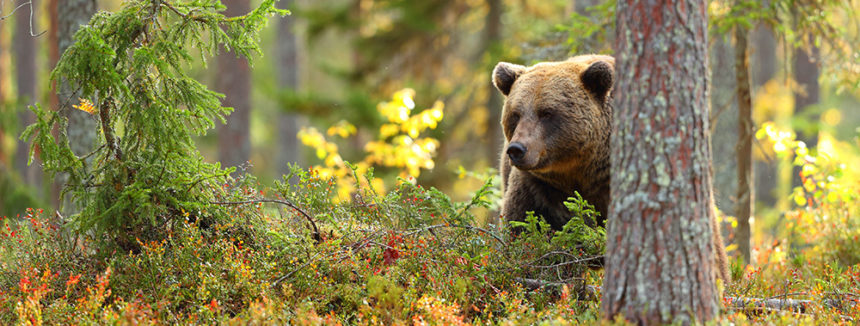 Begegnung in Rumänien: Bären, Bären, Bären!