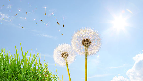 natur_wiese_pusteblume Berge, Gärten, Sonnenschein: Natur tut uns gut