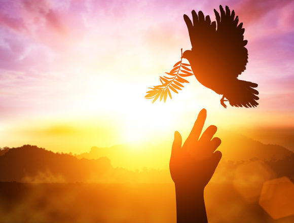 taube_beruehrung Heilung für alle (Trachtet zuerst nach Gottes Gerechtigkeit – Teil 7): Jesus berühren