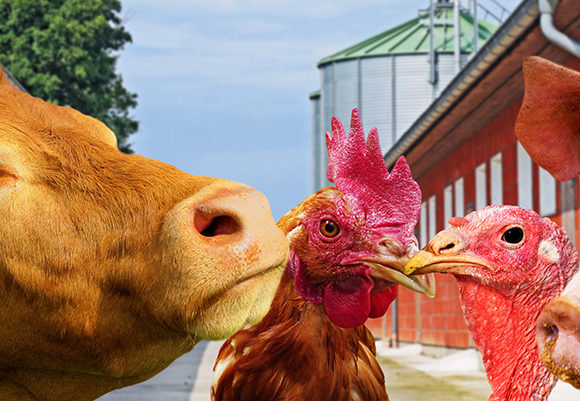 tiere_vegetarier Der von vielen Christen vernachlässigte ethische Blickwinkel: Warum bin ich Vegetarier?