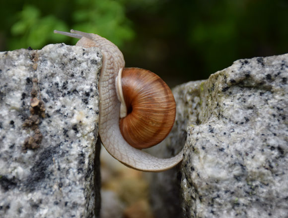 wille_schnecke Heilung für Seele und Geist (Teil 3): Der Wille entscheidet