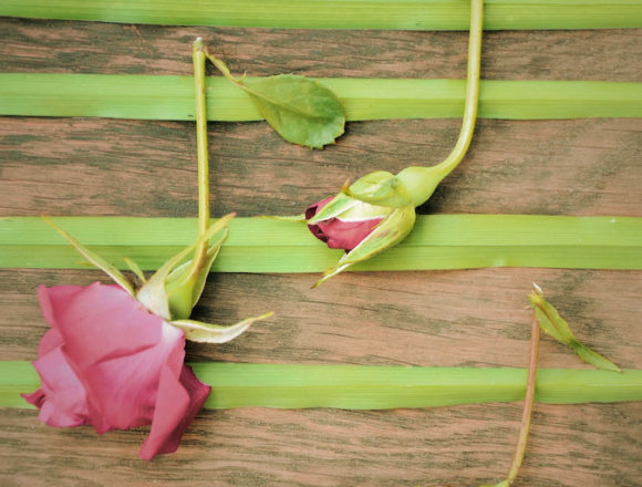 wohlklang_blume Wenn Jesus sprach …: Der Ton macht die Musik
