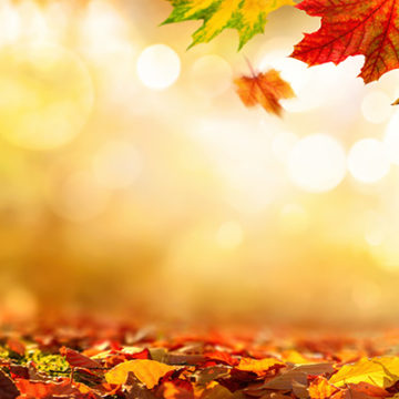 Herbstzauber: Für welche Verwandlung entscheidest du dich?