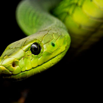 Mitarbeiter von nPraxis überlebt Schlangenbiss durch ein Wunder: Ronnys Dschungelabenteuer