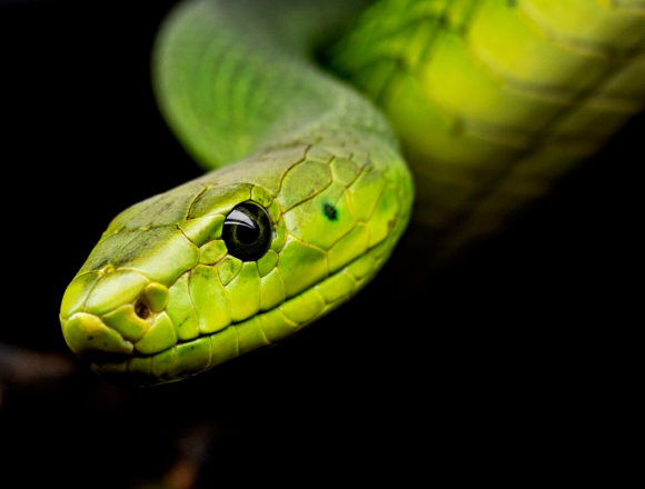 Mitarbeiter von nPraxis überlebt Schlangenbiss durch ein Wunder: Ronnys Dschungelabenteuer