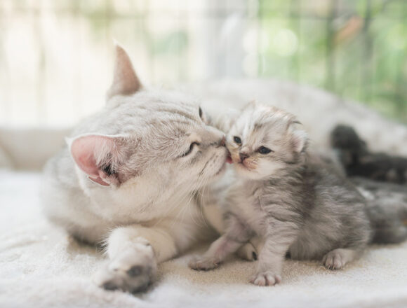 आई मांजरीचे तारणहार प्रेम: एक नाट्यमय बचाव क्रिया