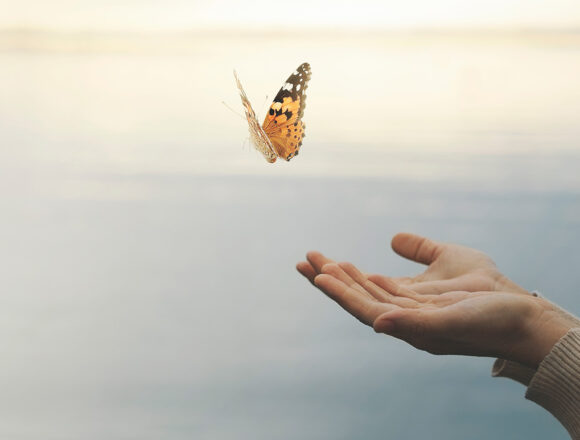 Behutsame Befreiung: Der Schmetterling, der sich retten ließ