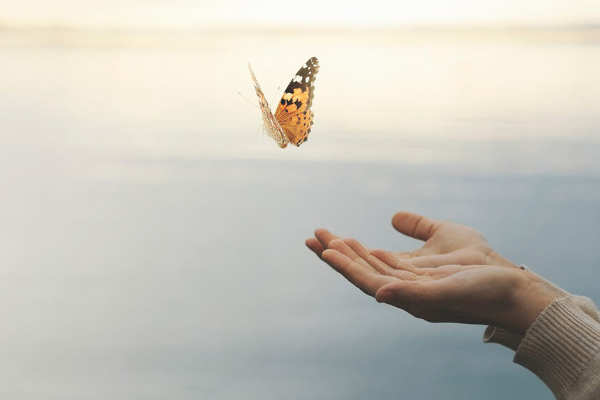 Behutsame Befreiung: Der Schmetterling, der sich retten ließ