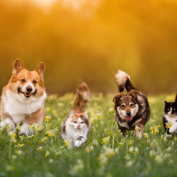 Gruppe von Haustieren, zwei Katzen und ein paar Hunde, die auf einer sonnigen Sommerwiese im Gras spazieren gehen