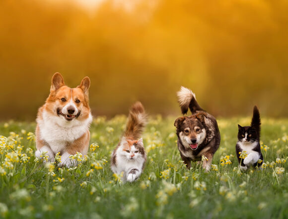 Gruppe von Haustieren, zwei Katzen und ein paar Hunde, die auf einer sonnigen Sommerwiese im Gras spazieren gehen