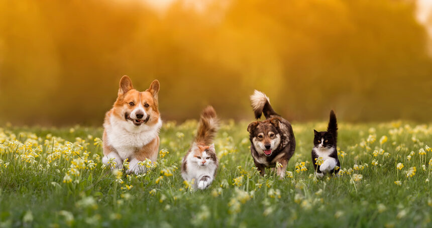 Gruppe von Haustieren, zwei Katzen und ein paar Hunde, die auf einer sonnigen Sommerwiese im Gras spazieren gehen