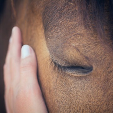 pferd-hand Eine weibliche Hand streichelt einen braunen Pferdekopf – Nahaufnahme eines Pferdes – Geschlossene Augen – Konzept: Zärtlichkeit und Fürsorge für Tiere