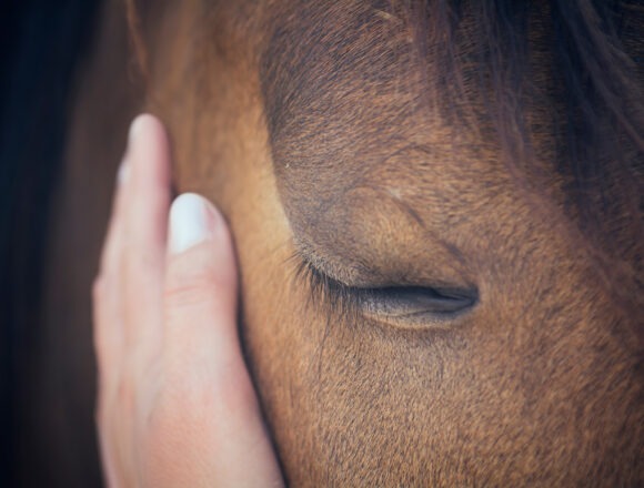 pferd-hand Eine weibliche Hand streichelt einen braunen Pferdekopf – Nahaufnahme eines Pferdes – Geschlossene Augen – Konzept: Zärtlichkeit und Fürsorge für Tiere