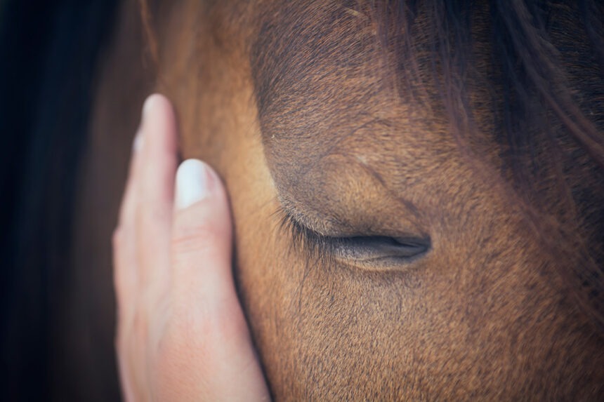 pferd-hand Eine weibliche Hand streichelt einen braunen Pferdekopf – Nahaufnahme eines Pferdes – Geschlossene Augen – Konzept: Zärtlichkeit und Fürsorge für Tiere